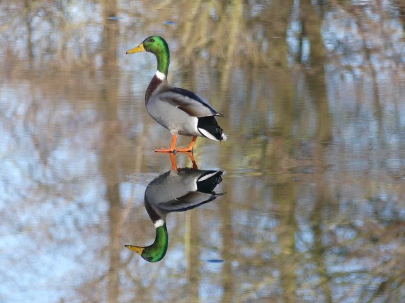 Mallard at Kenning Park