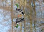 Image: Mallard at Kenning Park